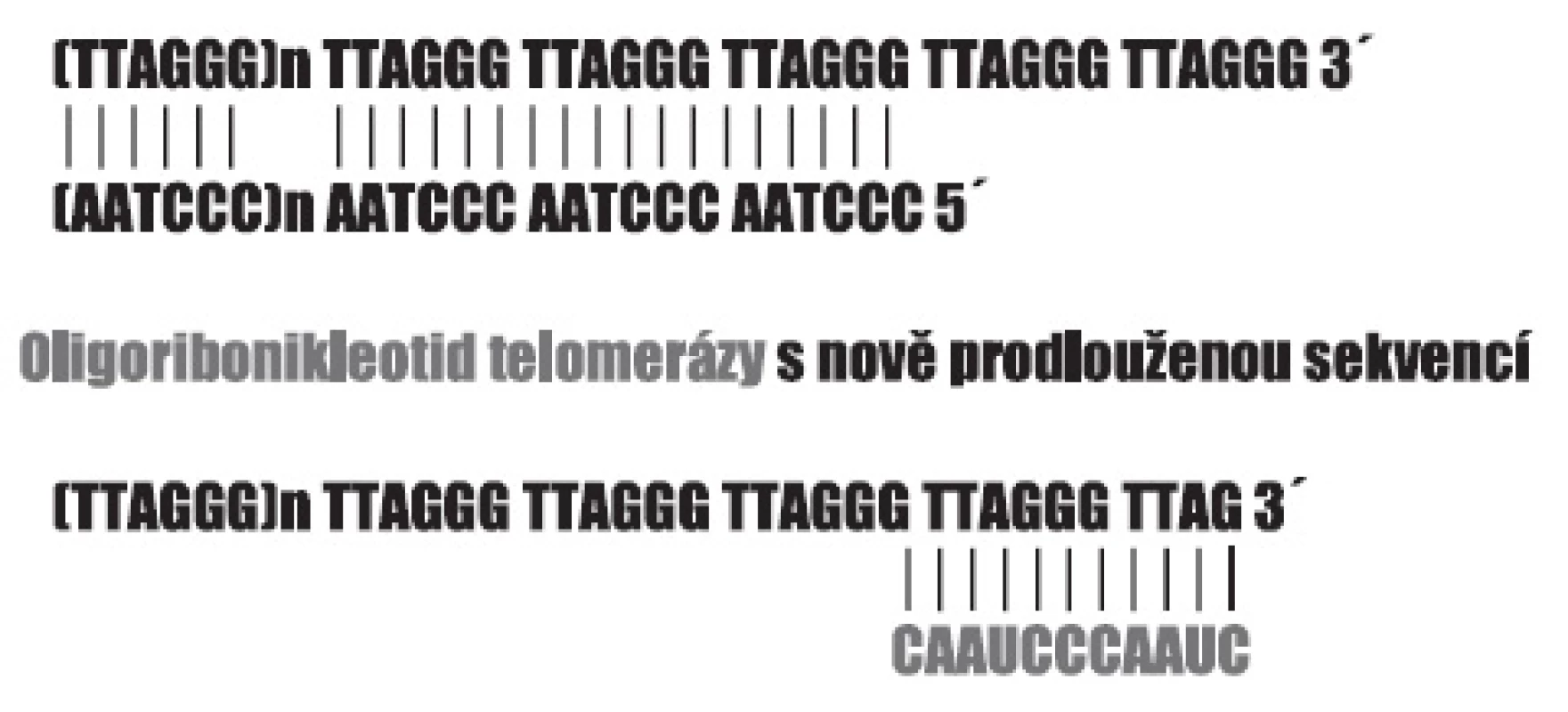 Zakončení telomer hexanukleotidovými repeticemi s přesahujícím koncem