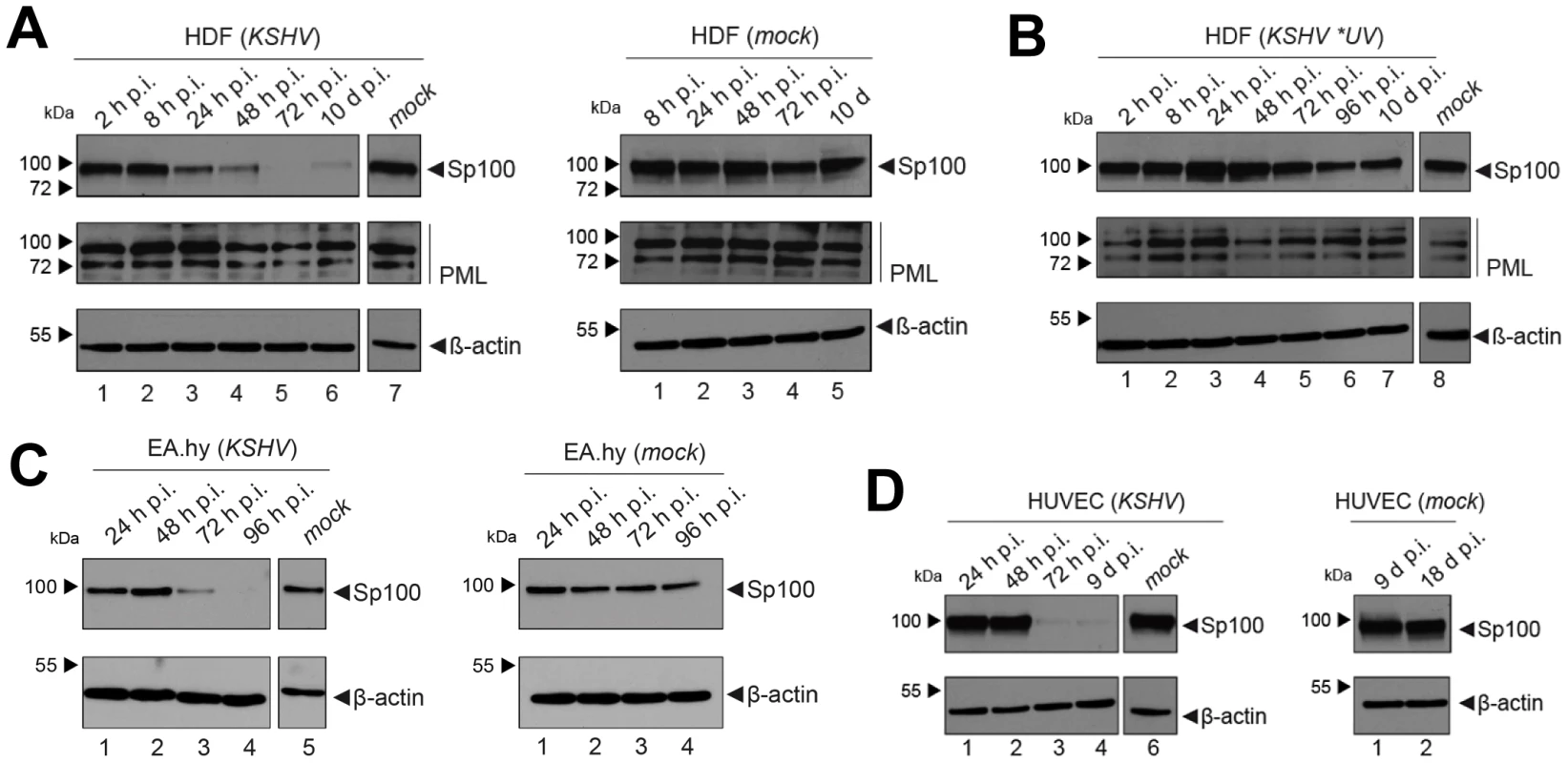 Soluble Sp100 levels are reduced upon KSHV infection of HDF, EA.hy and HUVEC cells.