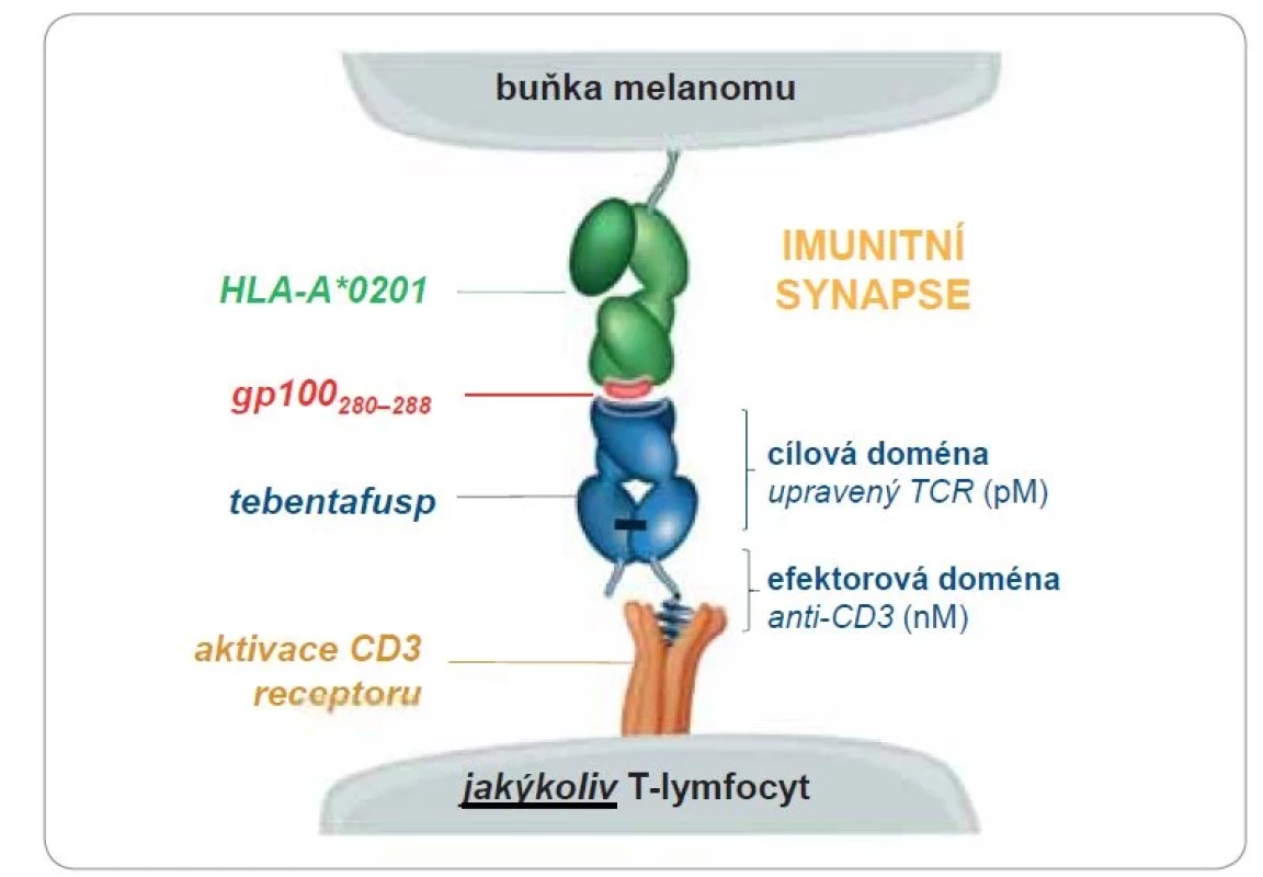 Mechanizmus účinku molekuly tebentafuspu – bispecifického proteinu ze skupiny
ImmTAC (immune mobilizing monoclonal T-cell receptors against cancer).