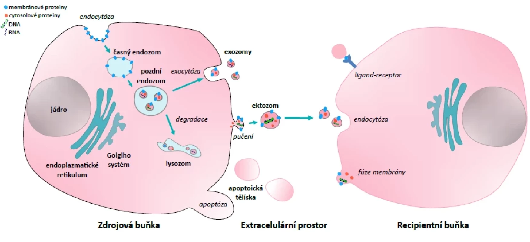 Extracelulární vezikuly – biogeneze a jejich role v mezibuněčné komunikaci</br>Figure 1. Extracellular vesicles – biogenesis and their role in intercellular communication