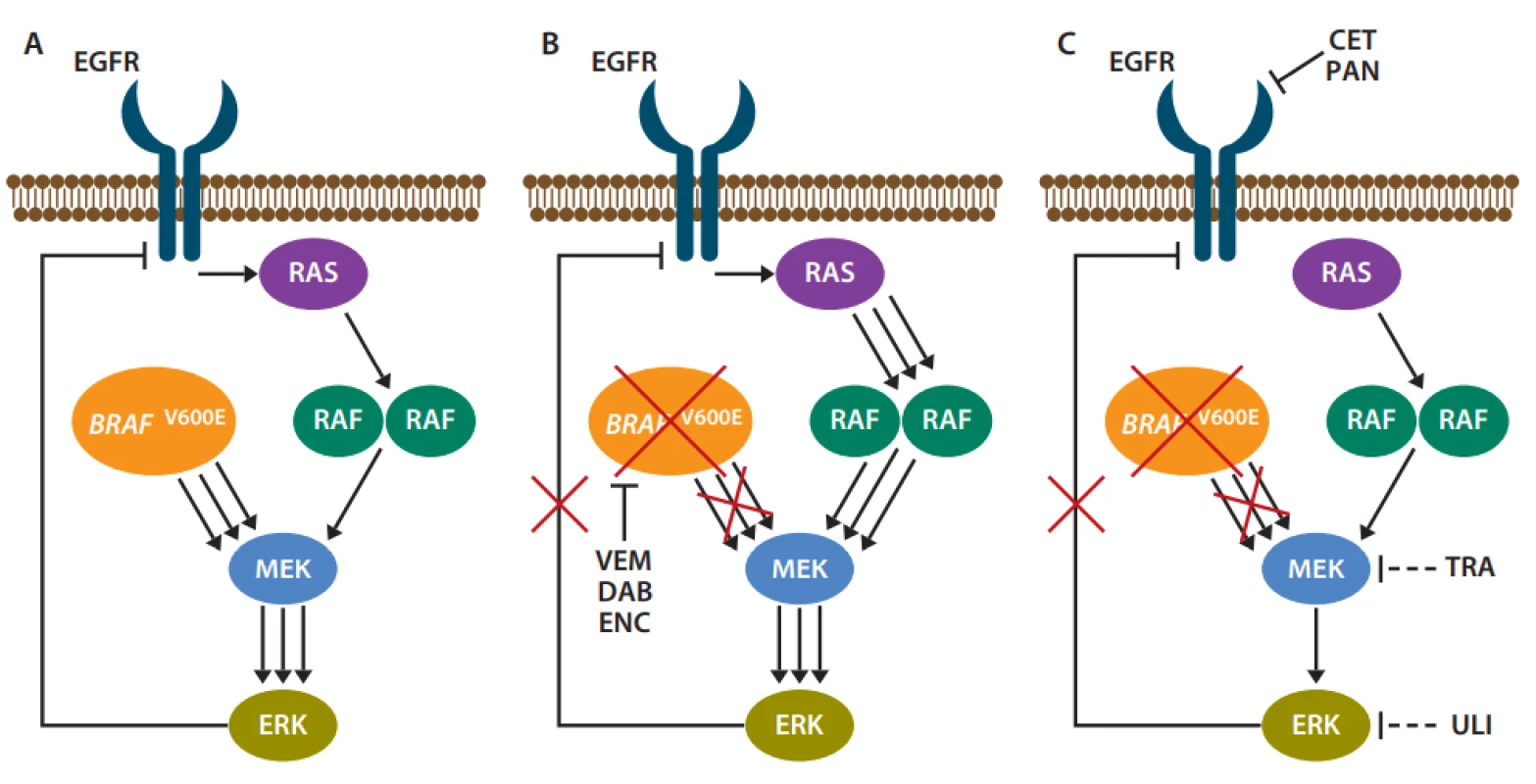 MAPK signální dráha BRAF mutovaného mCRC a vliv inhibitorů jednotlivých proteinů na její funkci [41].
