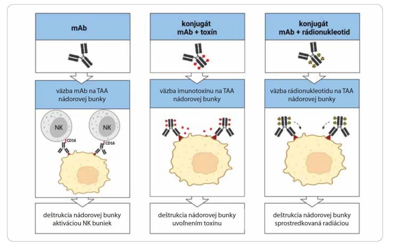 Deštrukcia nádorových buniek nádorovo špecifickými monoklonálnymi protilátkami a ich konjugátmi [13].