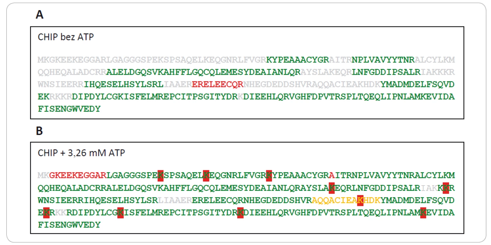 Na obrázku je červenou farbou zvýraznená ubikvitinácia lyzínov v sekvencii CHIP-u s prídavkom (1B) a bez prídavku ATP (1A)
do ubikvitínačnej reakčnej zmesi. Peptidy s vysokou konfi denciou (pep. konfi dencia > 95 %) sú znázornené zelenou farbou, peptidy
so stredne vysokou konfi denciou (pep. konfi dencia ≤ 95 % a > 50 %) sú znázornené oranžovou farbou, nízko konfi dentné peptidy
(pep. konfi dencia ≤ 50 %) sú znázornené červenou farbou a neidentifi kované peptidy sivou farbou písma. CHIP je jednoznačne viac
ubikvitínovaný v prítomnosti ATP, zatiaľ čo v neprítomnosti ATP k ubikvitinácii nedochádza.