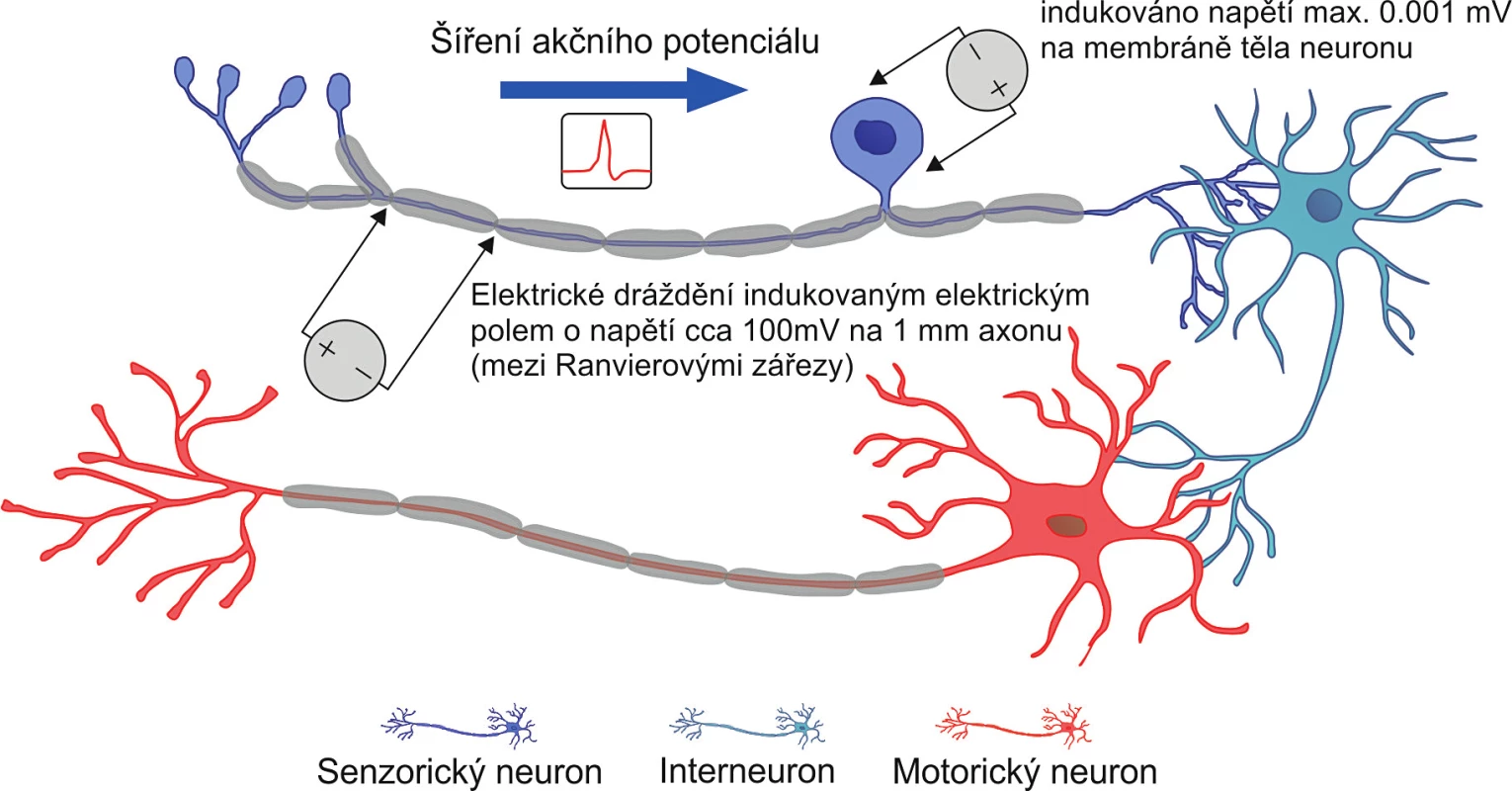 Stimulace aferentní nervové dráhy senzorického neuronu s důsledkem vzniku reflexního oblouku a motorického účinku vysokoindukční magnetické stimulace. Proudové impulzy vytvářené touto fyzikální intervencí mají již natolik velkou hustotu indukovaného elektrického proudu, že mezi Ranvierovými zářezy zajistí dostatečný potenciálový spád, který generuje akční potenciál šířící se po axonu senzorického neuronu a dále vytvořeným reflexním obloukem. Na těle nervové buňky je však stále tak malý napěťový spád, že se není nutno obávat elektrického poškození membrány těla samotné nervové buňky.