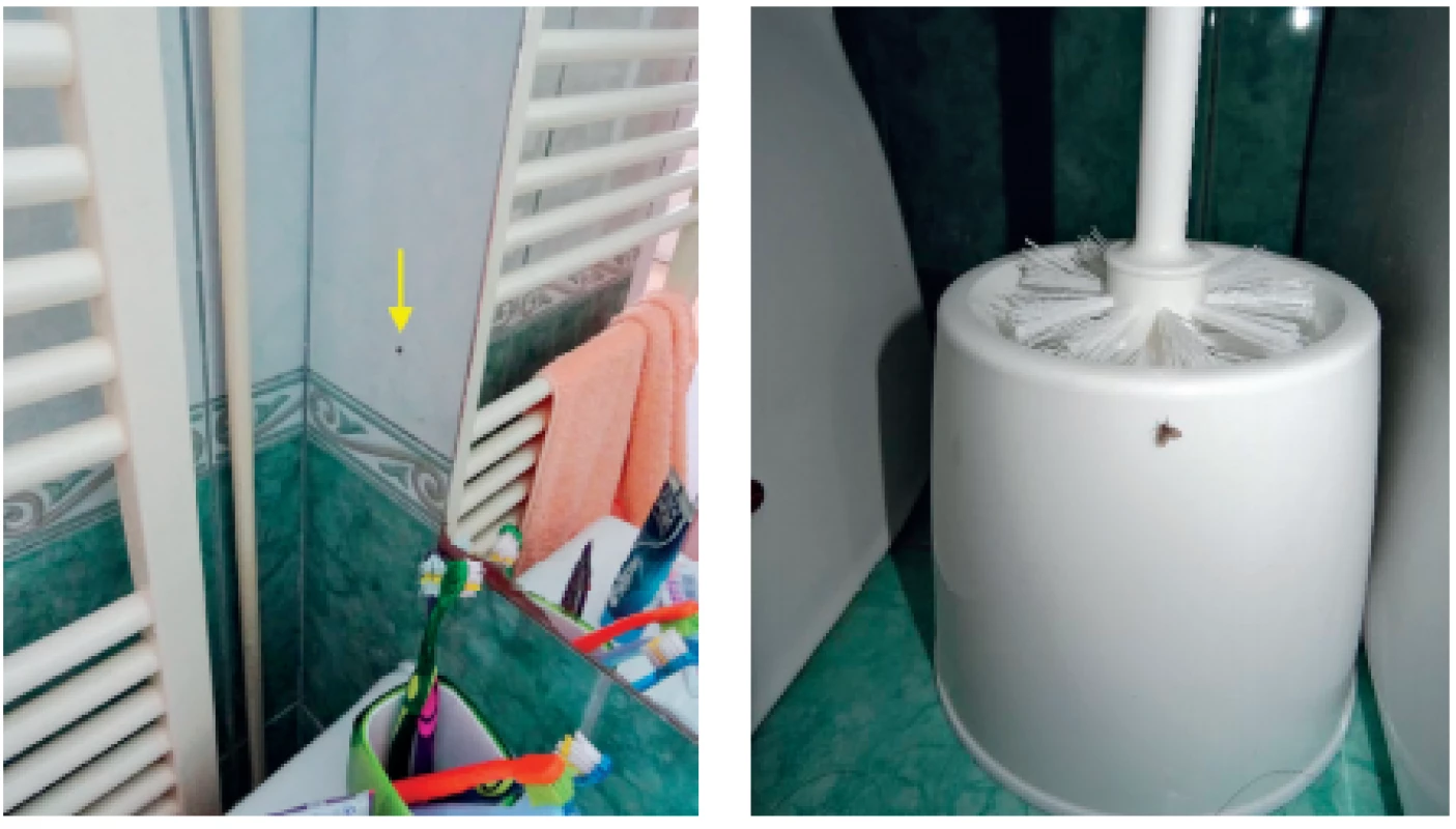 a, b. Koutule skvrnitá („koupelnová muška“) v typickém
prostředí koupelen a toalet (foto: Kudělková)<br>
Figure 1a, b. Drain fly typically found in the bathroom and toilet
environment (foto: Kudělková)