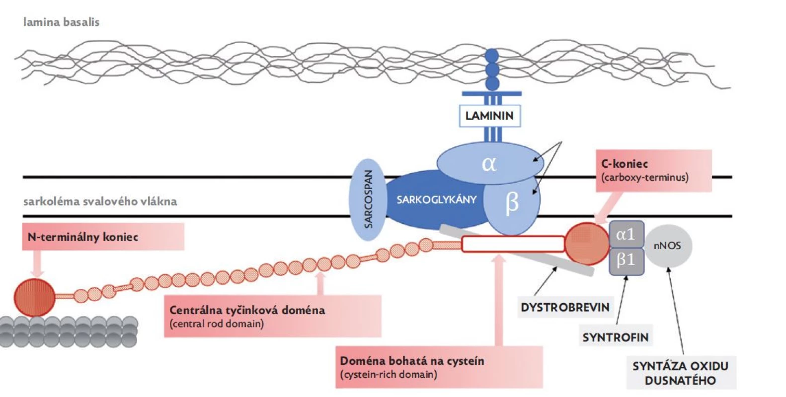 Dystrofín-asociovaný glykoproteínový komplex – DAGC