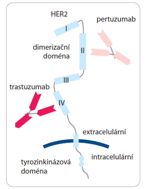 Mechanizmus účinku pertuzumabu
a trastuzumabu [7].