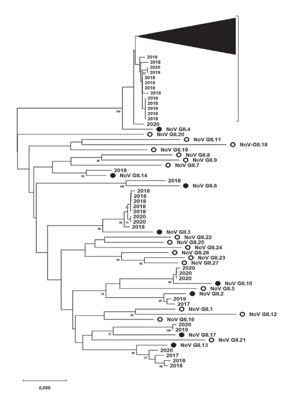 Výsledky fylogenetické analýzy specifické oblasti genomu (ORF2, region C, 302 nt) norovirů řazených do genoskupiny II
(NoV GII) prokázaných v rámci této studie<br>
Figure 3. Results of phylogenetic analysis of a specific part of the norovirus genogroup II genome (ORF2, region C, 302 nt) detected
in the present study