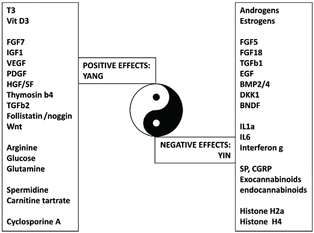 Nový pohled na vlasový folikul, paradigma Jing a Jang podle Bernarda (převzato
z 11) – souhrn rozdílných faktorů, které mají pozitivní (Jang) a negativní (Jing) efekt na
vlasový cyklus a růst vlasů