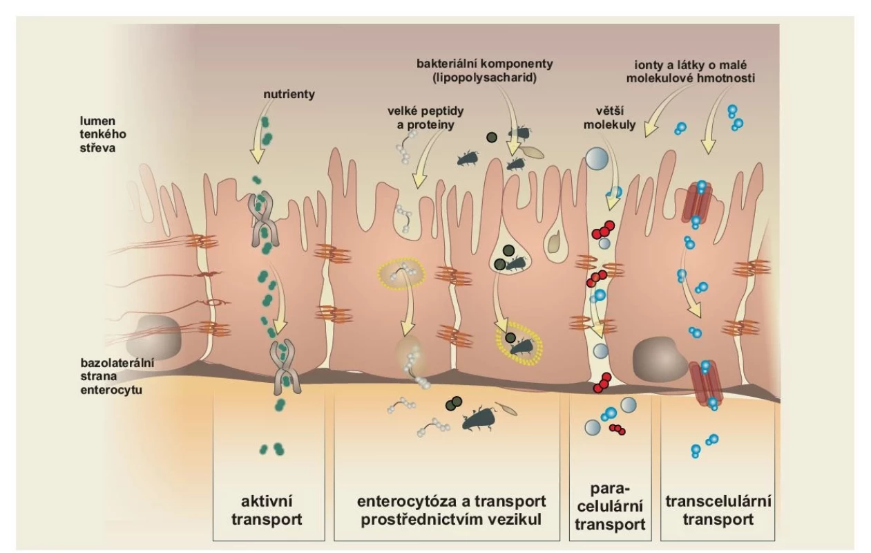 Absorpční mechanizmy sliznice tenkého střeva. Transcelulární transport iontů a malých hydrofilních a lipofilních
látek je zajištěn transportery na apikální a bazolaterální části enterocytu. Ionty, voda a větší hydrofilní látky
(0,4–20 kDa) využívají paracelulární cesty. Vstřebání sacharidů, aminokyselin a vitaminů je zajištěno aktivním transportem.
Velké molekuly, bakterie a jejich části jsou transportovány vezikuly (endocytózou). Zpětné vstřebávání žlučových
kyselin v ileu je zajištěno aktivním transportem (konjugované žlučové kyseliny) nebo pasivním vstřebáváním (nekonjugované
žlučové kyseliny). <br>
Zpracováno podle Vanuytsel et al (2021) [8]. Kresba: Hana Kotlandová.<br>
Fig. 2. Transport routes in the intestinal epithelium. Transcellular transport of ions is controlled by transporters in the apical
and basolateral surfaces. Ion, water, and larger hydrophilic compounds use the paracellular pathway. Carbohydrates,
amino-acids, and vitamins use active transport. Large molecules and whole bacteria are endocytosed into vesicles.<br>
Adopted from Vanuytsel et al (2021) [8]. Drawing: Hana Kotlandová.