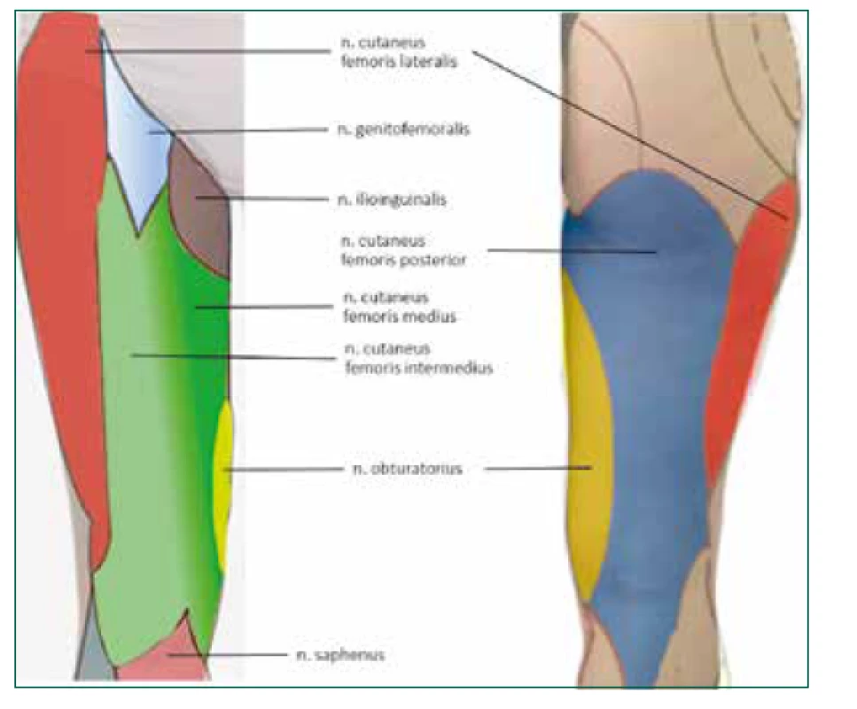 Schematické znázornění inervace kůže v oblasti stehna. Ve skutečnosti
existuje velká individuální variabilita a hranice mezi jednotlivými
oblastmi jsou široké. Prolnutí zelených barev na přední straně naznačuje
hranice mezi NCFM a NFCIM