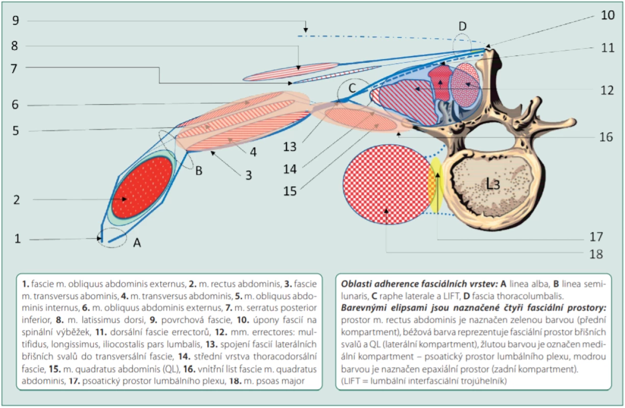 Schematický nákres významného svalstva a fascií pro regionální anestezii v lumbální oblasti (pro zjednodušení je potlačeno úplné zakřivení
dutiny břišní)