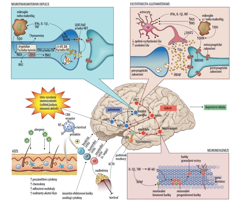 Etiopatogeneze psychických potíží při atopické dermatitidě a vliv cytokinů na funkci mozku