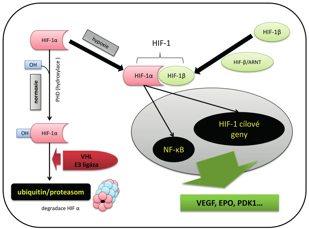 Adaptace na hypoxii cestou hypoxií indukovaného fakrotu 1 (HIF-1) 