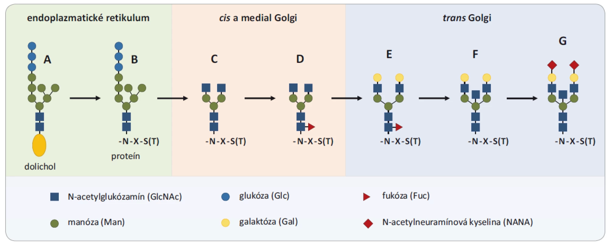 Proces glykozylácie. Proces glykozylácie začína v endoplazmatickom retikule, kde je štruktúra Glc3Man9GlcNAc2 prenesená
z molekuly dolicholilu (A) ukotveného v membráne na asparagín (N) v sekvencii novo syntetizovaného proteínu (B). Postupne
je takýto glykoproteín transportovaný do Golgiho aparátu, kde je štruktúra prekurzorového glykánu spracovaná na štruktúru
Man3GlcNAc2 s dvomi anténami (C), ktorá tvorí základ všetkých N-glykozylácií. Na toto jadro môžu byť pridávané molekuly galaktózy,
fukózy, N-acetylglukózamínu a kyseliny N-acetylneuramínove (D – core-fukozylácia, E – digalaktózovaný glykán, F – bisektínový
glykán, G – disialylovaný glykán). Prevzaté a upravené z [9].