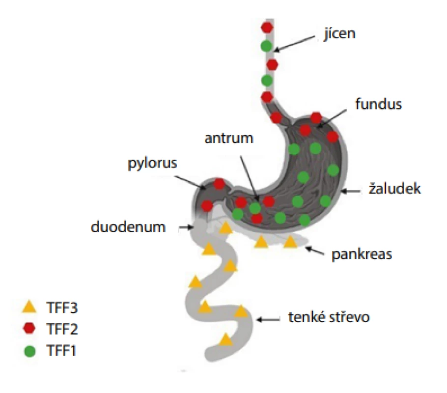 Exprese peptidů TFF v gastrointestinálním traktu (vytvořeno pomocí
programu BioRender.com)