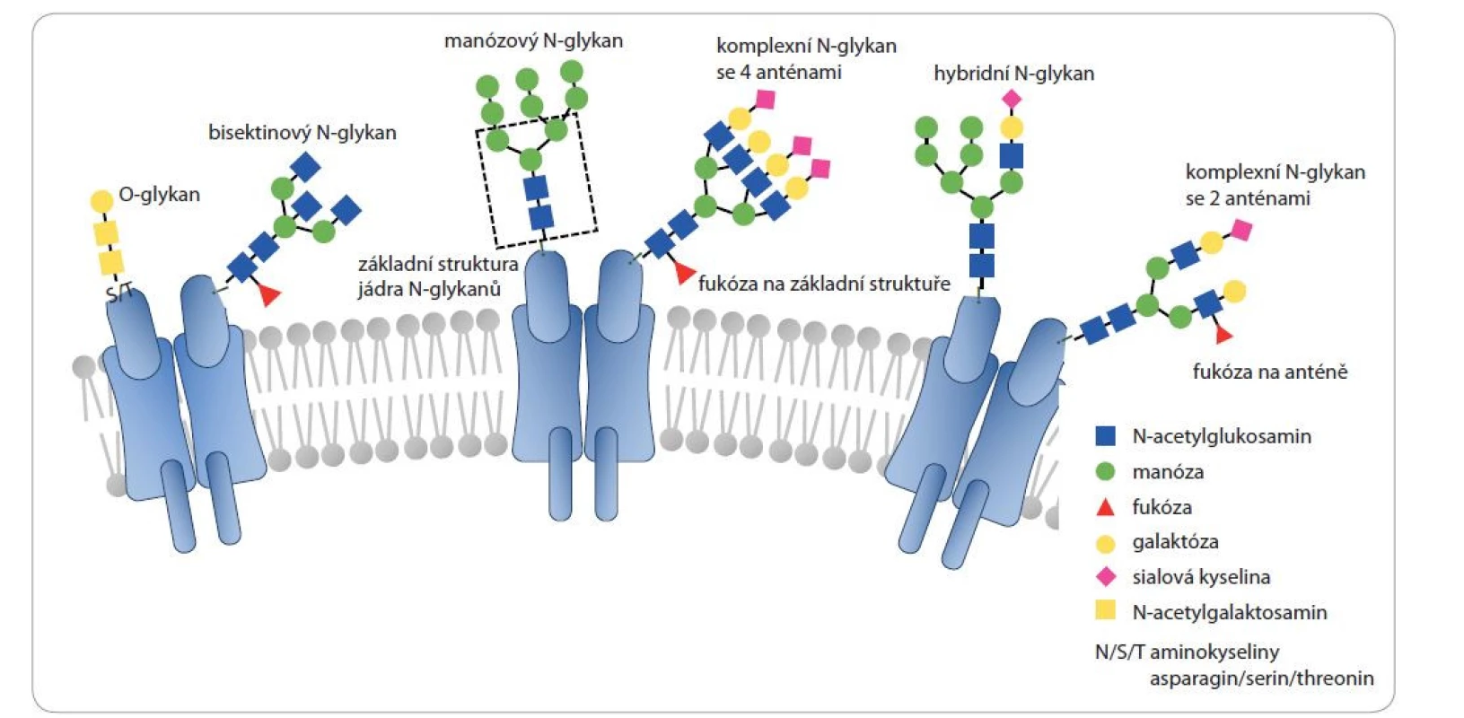 Jednotlivé typy glykosylací přítomných na lidských proteinech a typické struktury, na které je v tomto přehledovém článku
odkazováno.
