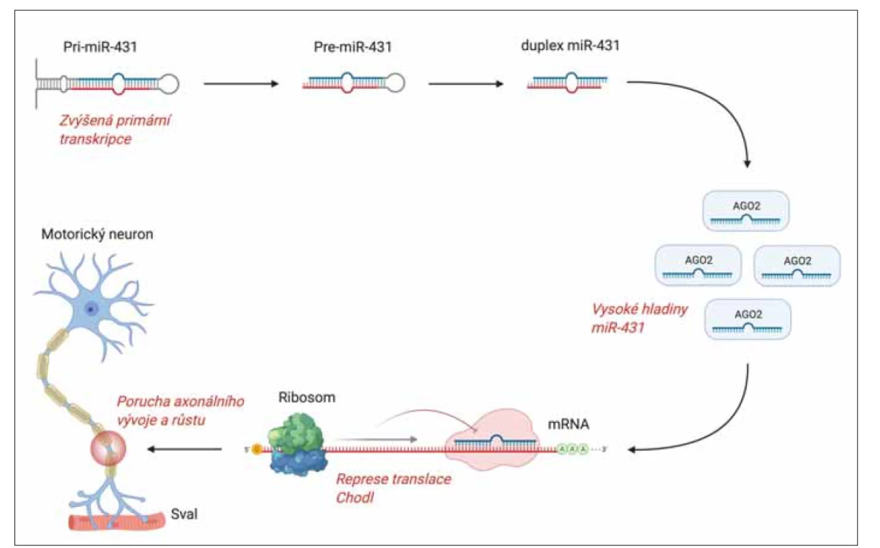 Regulace transkripce u SMA prostřednictvím miRNA. Příklad miR-431 a genu CHODL.<br>
Příklad zapojení jedné z miRNA, miR-431, do patogeneze SMA. Zvýšená transkripce pri-miR-431 vede k vysokým hladinám maturované
miR-431. Některé z genů, které jsou utlumené v důsledku ztráty SMN, jsou současně negativně regulovány také cestou miR-431,
která tak může potencovat patogenní efekt ztráty SMN. Mezi klíčové geny regulované jak cestou SMN tak pomocí miR-431 patří chondrolektin
(CHODL). Vazba miR-431 na 3‘UTR vazebné místo v mRNA chondrolektinu způsobuje inhibici jeho translace a degradaci [3].<br>
Chondrolektin reguluje růst motoneuronů a jeho ztráta vede k poruchám axonálního vývoje a růstu.<br>
miRNA – mikroRNA; SMA – spinální muskulární atrofie; SMN – survival motor neuron<br>
Fig. 1. MicroRNA regulation of transcription in SMA. The example of miR-431 and CHODL gene.<br>
The example of the involvement of one of the miRNAs, miR-431, in the pathogenesis of SMA. Increased primary transcription of
pri-miR-431, leads to high lmiR-431 levels. Some of the genes that are attenuated due to SMN loss are also negatively regulated by
the miR-431 pathway, which may potentiate the pathogenic eff ect of SMN loss. Key genes regulated by both SMN and miR-431
include chondrolectin (CHODL). Binding of miR-431 to the 3‘UTR binding site in chondrolectin mRNA causes inhibition of its translation
and degradation [3]. Chondrolectin regulates the growth of motoneurons and its loss leads to disorders of axonal development
and growth.<br>
miRNA – microRNA; SMA – spinal muscular atrophy; SMN – survival motor neuron