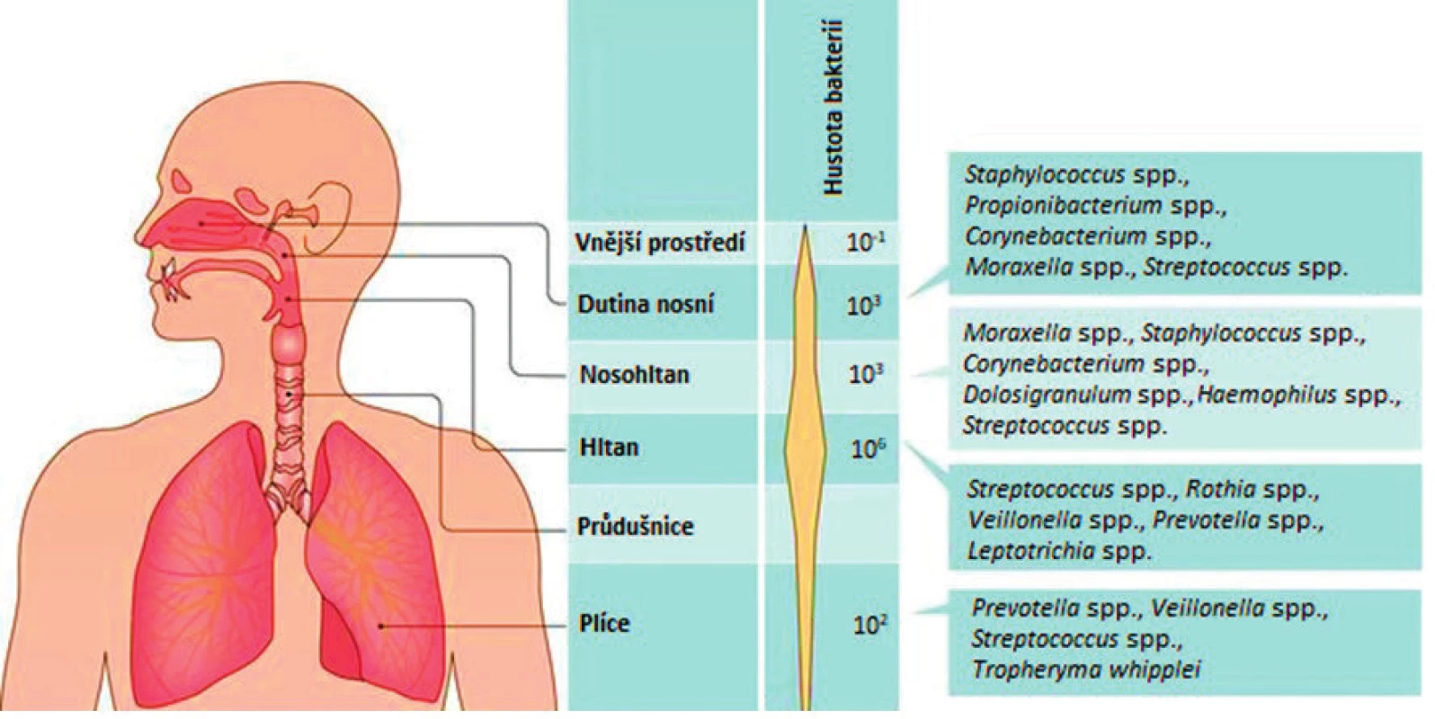 Schéma výskytu bakterií v jednotlivých částech respiračního traktu (upraveno podle Man et al., (15))