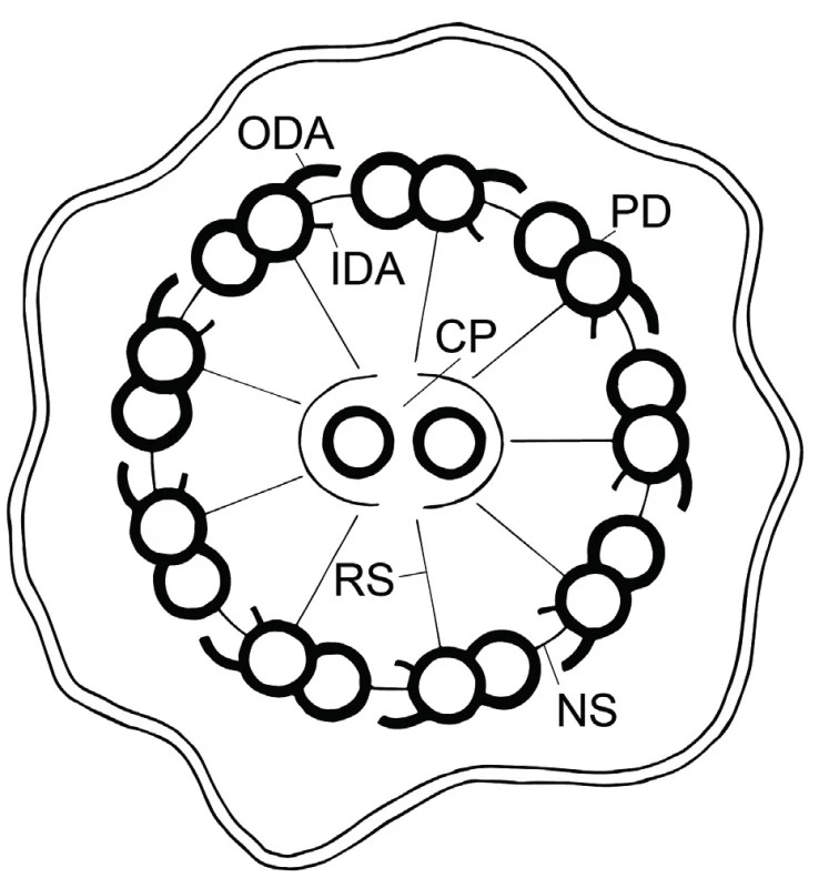 Struktura cilie – axomema (schematický příčný řez
řasinkou).
Popis: ODA – vnější dyneinová raménka, IDA – vnitřní
dyneinová raménka, CP – centrální pár, PD – periferní
dublety, RS – radiální spojky, NS – nexinové spojky;
použito se svolením MUDr. Petry Dvořákové<br>
Fig. 1. Structure of cilia – axoneme (crossectional figure of cilia).
Description: ODA – outer dynein arms, IDA – inner dynein arms, CP – central pair, PD – peripheral doublets,
RS – radial spokes, NS – nexin links; figures were used
with a consent of Dr. Petra Dvorakova