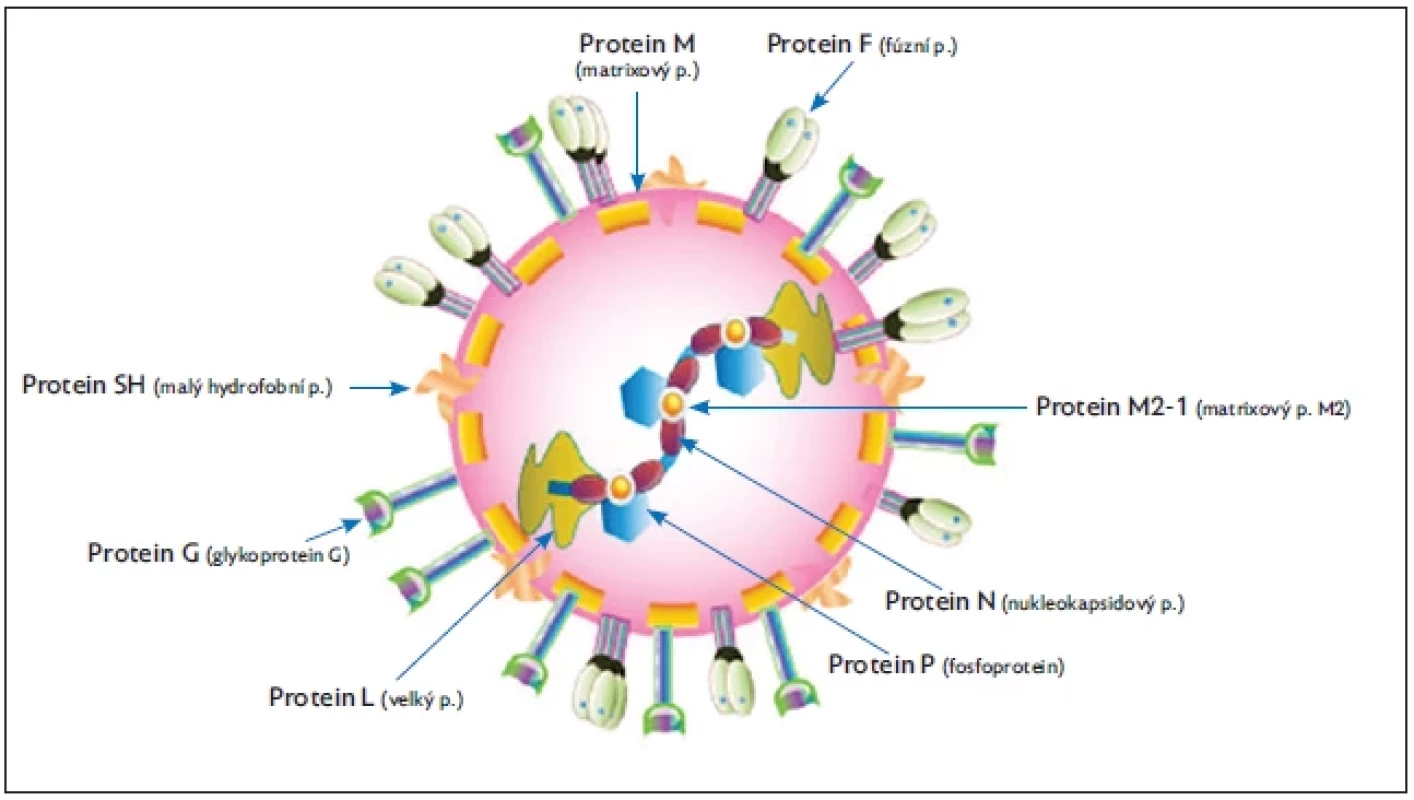 Struktura
viru, upraveno dle(3)