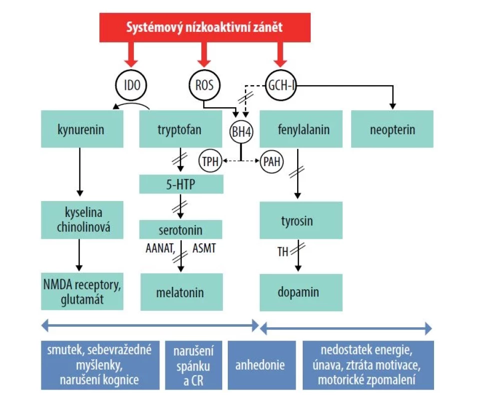 Zánětem indukované změny aktivity enzymů indoleamin-2,3-dioxygenázy a GTP-cyklohydrolázy 1 a jejich vliv na výskyt
doprovodných neuropsychických symptomů