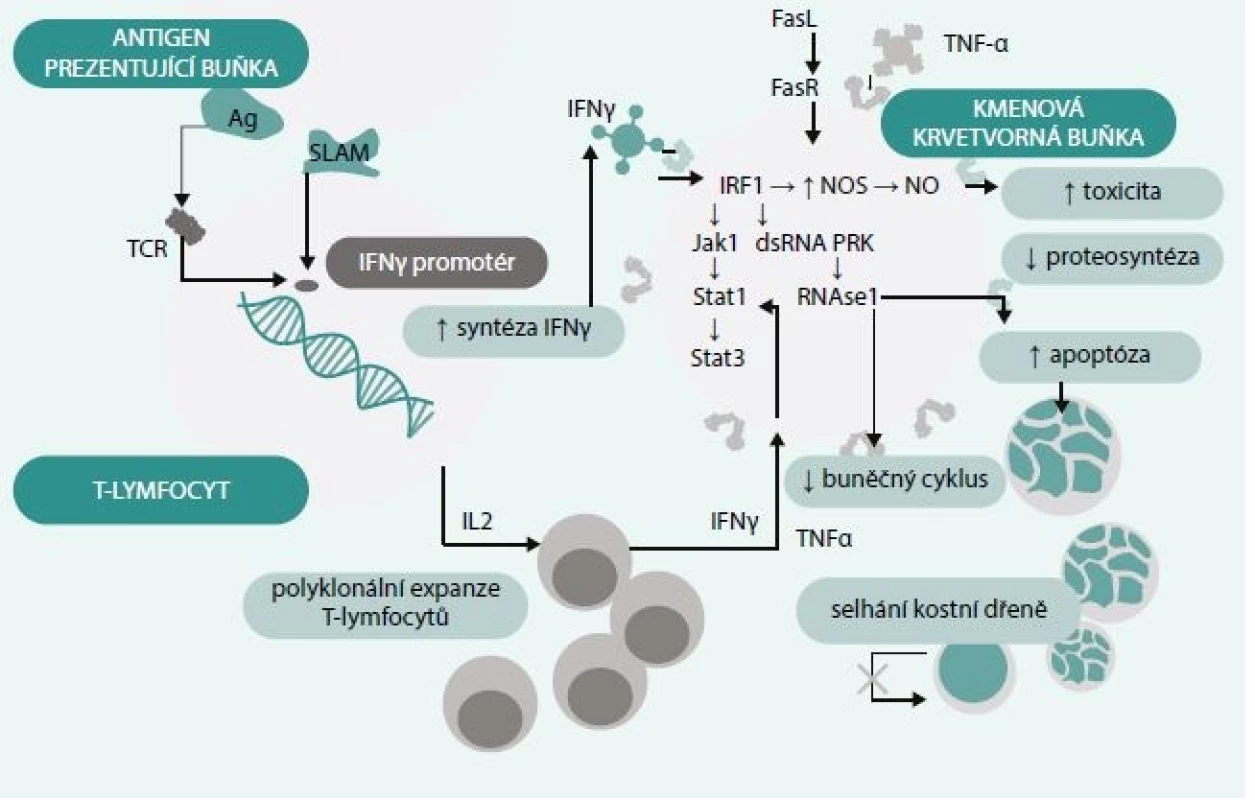 Schéma vzniku AA na podkladě autoimunitních mechanizmů. Upraveno podle podle [3].
Neoantigen exprimovaný poškozenou kmenovou krvetvornou buňkou (Ag) je předán antigen prezentující
buňkou receptorům T-lymfocytů (TCR) a za účasti kostimulačních molekul (SLAM) je stimulována exprese
IFNγ a TNFα. Zvýšená sekrece IL2 vede k polyklonální expanzi T-lymfocytů, produkovaný IFNγ a TNFα
vyvolávají v poškozené kmenové krvetvorné buňce řadu reakcí vedoucích k tvorbě toxických produktů (NO),
zástavě buněčného cyklu a útlumu proteosyntézy. Dochází k aktivaci Fas receptoru (FasR), jenž se váže
s Fas ligand (FasL) a tento proces aktivuje apoptózu. Výsledkem je zánik kmenové krvetvorné buňky
a rozvoj selhání kostní dřeně.