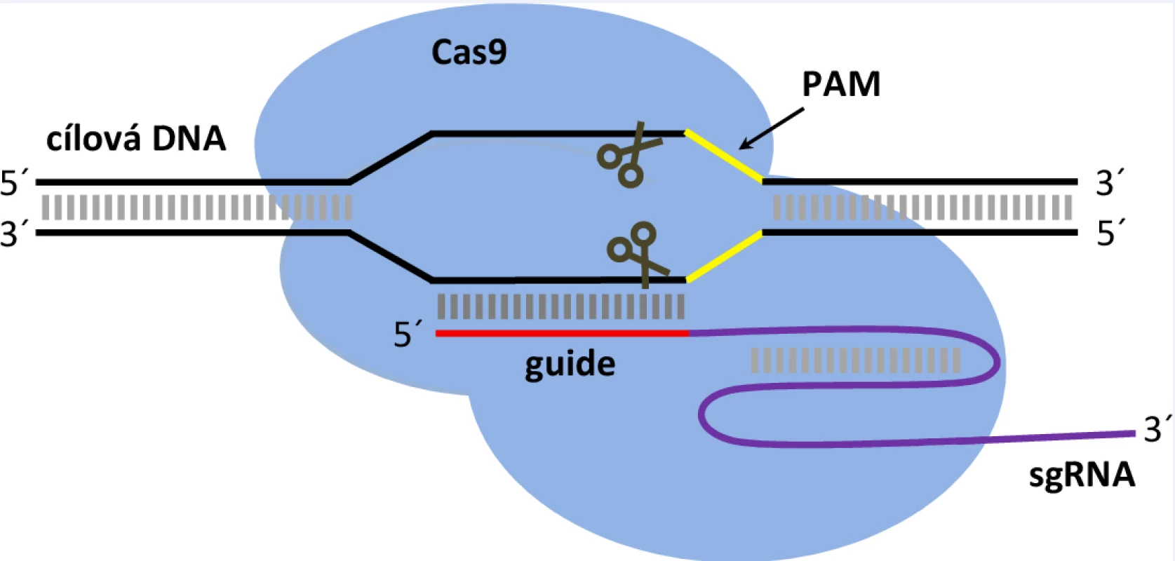 Struktura ribonukleoproteinového komplexu CRISPR/Cas9 a jeho vazba na cílovou DNA