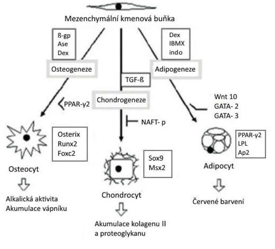 Schéma diferenciace mezenchymální kmenové buňky v adipocyt, chondrocyt a osteocyt, se znázorněním jednotlivých indukujících a transkripčních faktorů. Dole pod šipkami je uveden způsob identifikace buněk <br>
(upraveno podle/zdroj obrázku: Bobis S, Danuta J, Majka M. Mesenchymal stem cells: characteristics and clinical applications. Folia Histochem Cytobiol 2006; 44: 215–230). 