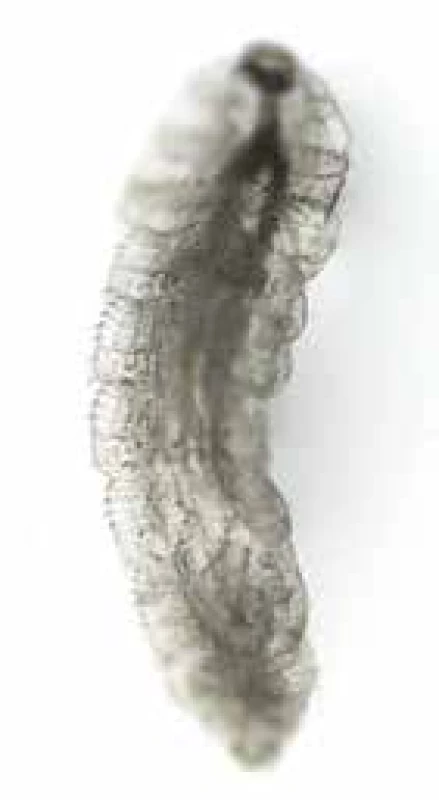Oestrus ovis larva (enlarged 100x, Nikon Eclipse) 