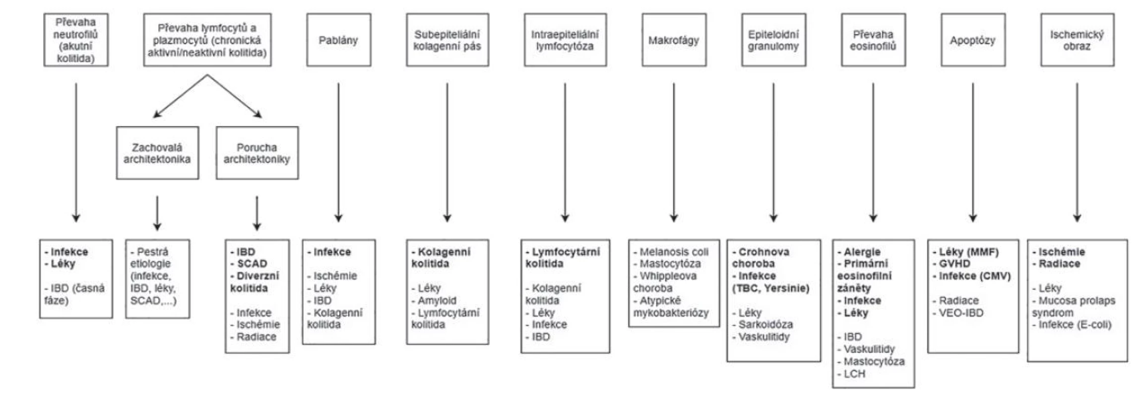Morfologické vzorce kolitid a jejich diferenciální diagnóza (Převzato a modifikováno z: Moore M, Feakins RM, Lauwers GY. Non-neoplastic colorectal
disease biopsies: evaluation and differential diagnosis. J Clin Pathol 2020; 73(12): 783-792).<br>
CMV = cytomegalovirus; GVHD = reakce štěpu proti hostiteli; IBD = zánětlivá střevní onemocnění; LCH = histiocytóza z Langerhansových buněk; MMF = mykofenolát
mofetil; SCAD = segmentální kolitida asociovaná s divertikulózou; TBC = tuberkulóza; VEO-IBD = zánětlivá střevní onemocnění s velmi časným nástupem
(very early onset inflammatory bowel disease).<br>
S ohledem na jeho veliké rozměry bylo schéma v plném rozlišení umístěno i jako e-Supplementum na webové stránky časopisu ČS patologie (http://www.cspatologie.cz/supplementa.php).
