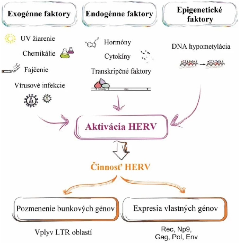 Vplyv faktorov na aktiváciu HERV a ich následná činnosť v organizme</br>Figure 3. Factors involved in HERV activation and their subsequent activity in the body