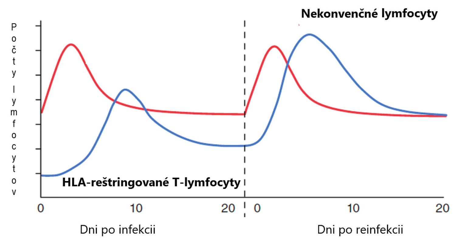 Porovnanie pôsobenia nekonvenčných lymfocytov s konvenčnými T-lymfocytmi,
(upravené podľa Godfrey et al., Nat Immunol 2015;16(11):1114–1123)<br>
Figure 1. Comparison of activities of non-conventional lymphocytes and conventional T lymphocytes,
(adapted from Godfrey et al., Nat Immunol 2015;16(11):1114–1123)