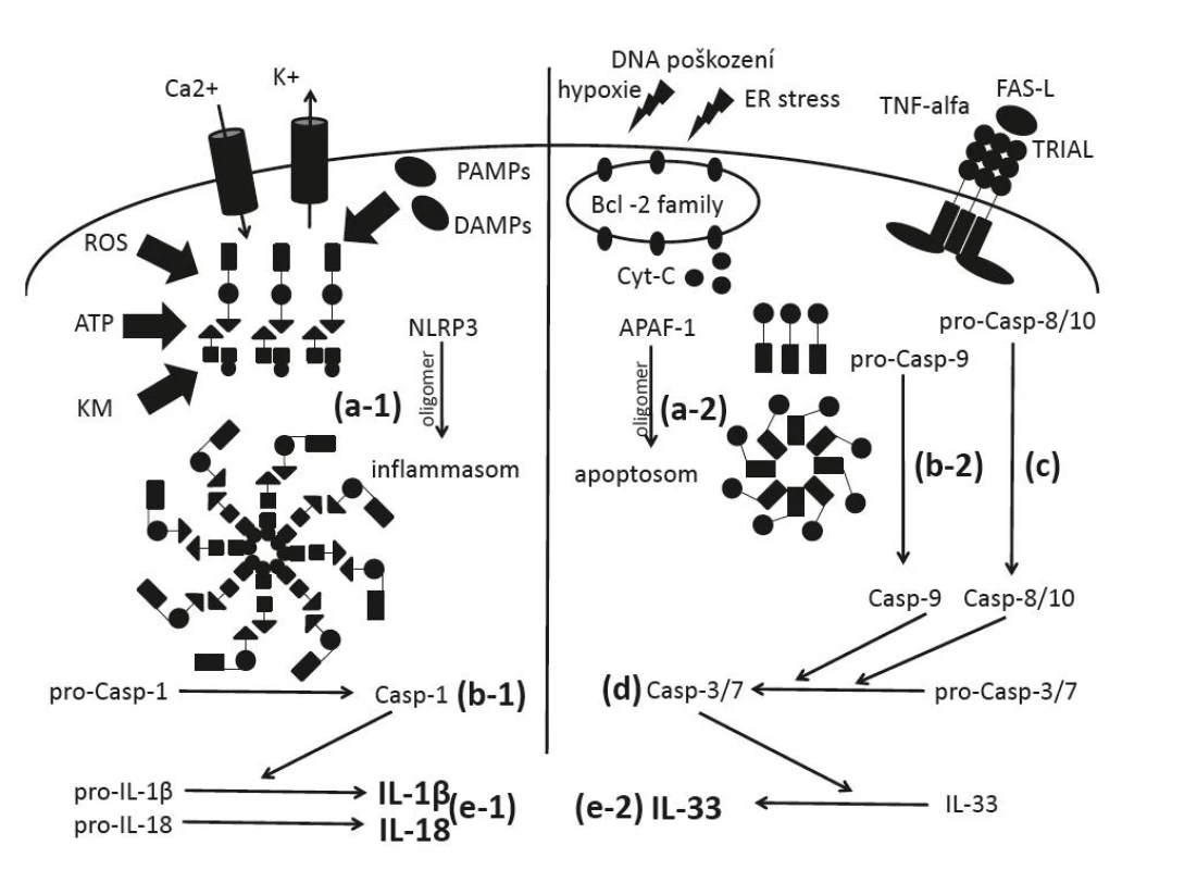 Schéma aktivace kaspázy 1, 3 a 7 inflamazomem a apoptozomem: