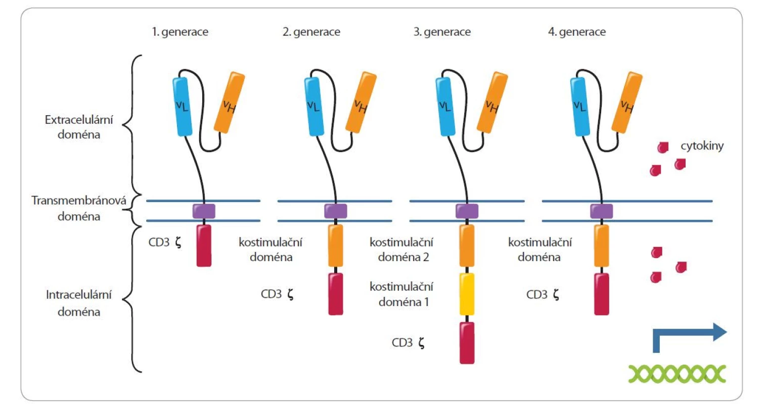 Struktura chimérického antigenního receptoru.