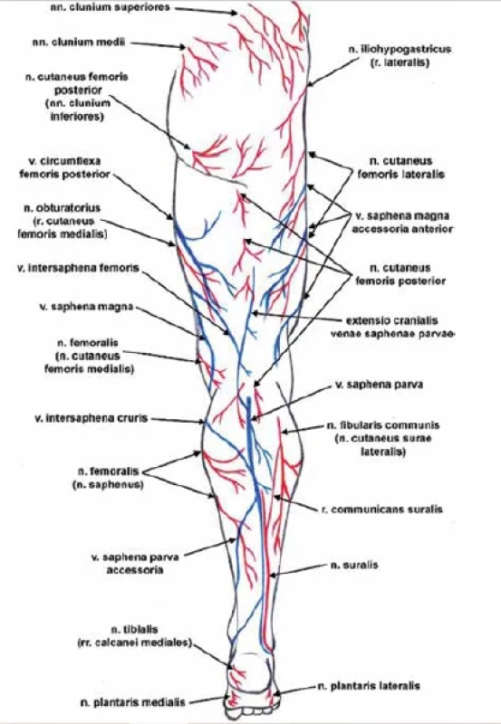 Žíly a nervy dolní končetiny zezadu