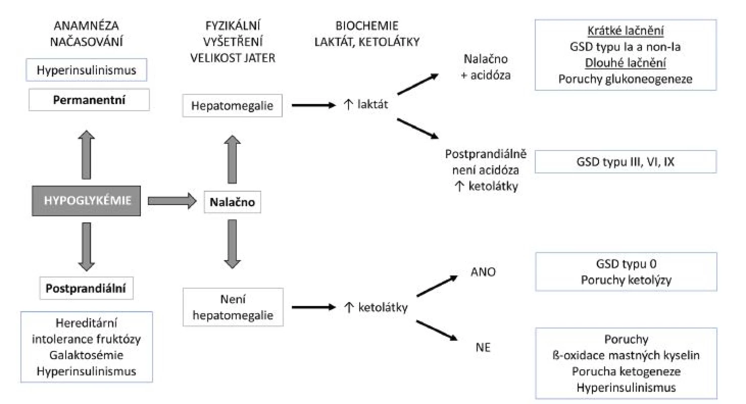 Diagnostický přístup k hypoglykémii.
GSD – <i>glykogenóza</i>
