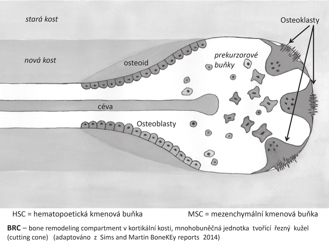 Bone remodeling compartment v kortikální kosti