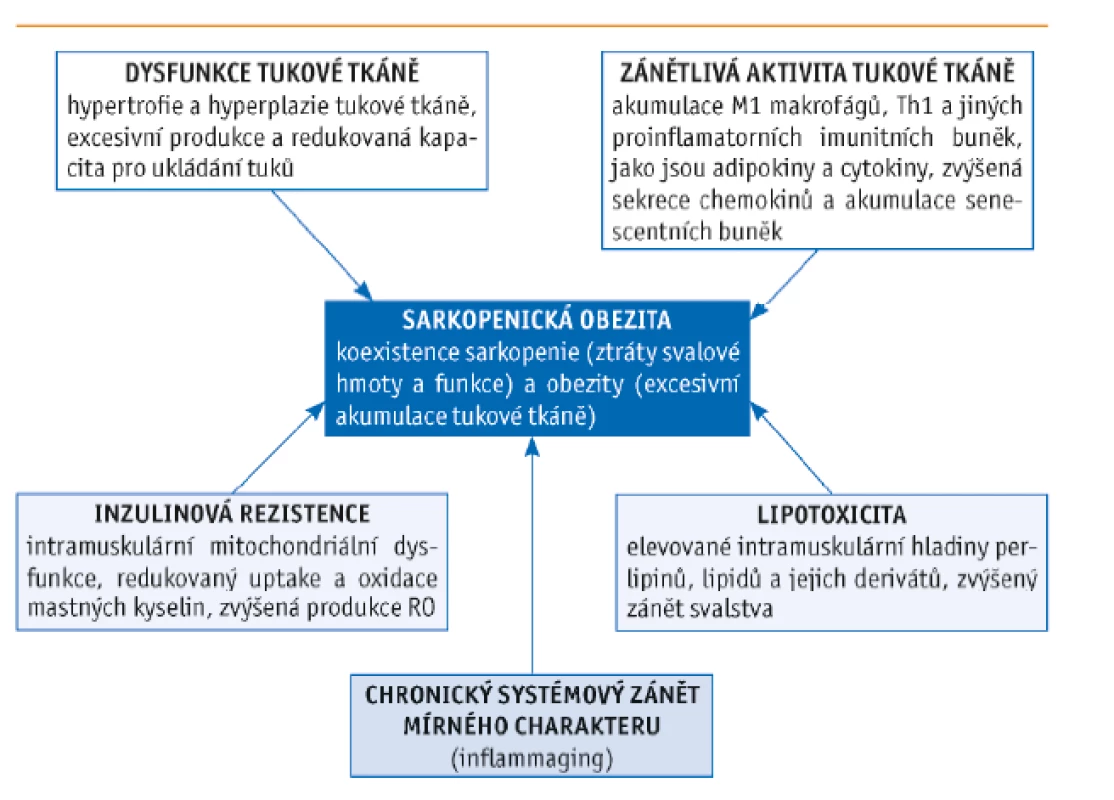 Faktory ovlivňující vznik sarkopenické obezity (dle Kalinkovich a Livshits, 2017)