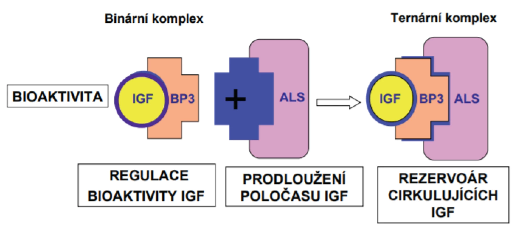 IGF-1 a IGF-2 cirkulují v krvi v podobě ternárního komplexu s vazebným proteinem (převážně vazebným proteinem 3. typu; IGFBP-3) a s acidolabilní podjednotkou (ALS). Tato vazba
prodlužuje poločas jejich působení a zajišťuje jejich rezervoár v krvi.