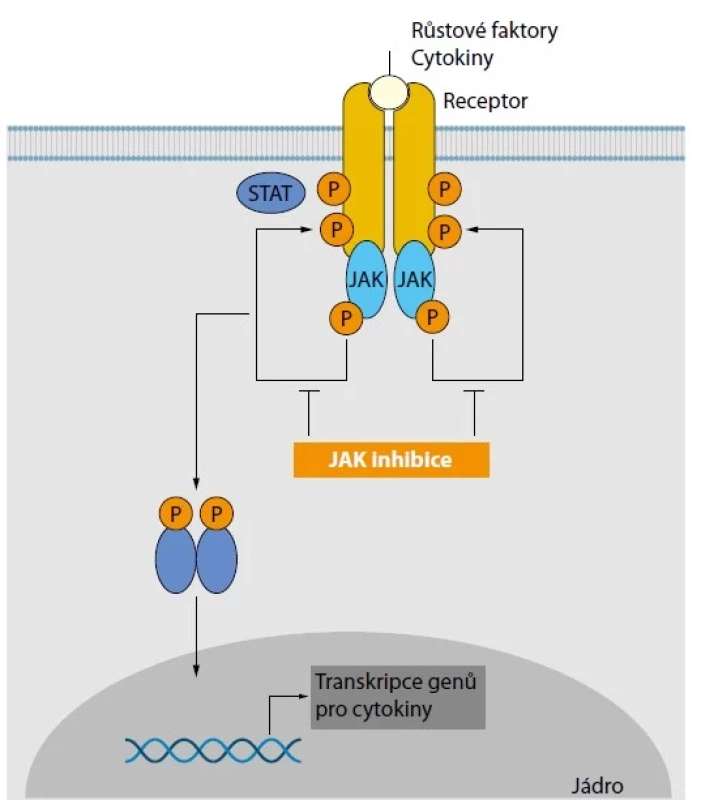 Schematická znázornění mechanismu účinku nitrobuněčné signalizace
pomocí Janusovy kinázy (upraveno podle 7)
