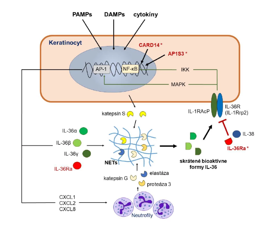Mechanizmus pôsobenia IL-36 na keratinocyty<br>
Figure 2. Mechanism of action of IL-36 on keratinocytes