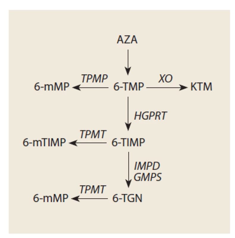 Schematické znázornění metabolických cest AZA.<br>
6-MP je po vstřebané z GIT rychle metabolizován třemi různými cestami. První cestou
oxidací XO vzniká KTM. Po intracelulárním vstřebání je metylací pomocí TPMT 6-MP
přeměněn na 6-mMP. Třetí cestou katalyzovanou HGPRT vzniká merkaptopurinový
nukleotid 6-TIMP dále metabolizovaný IMPD a následně GMPS na 6-TGN – vzniklý
6-thioguaninmonofosfát je dále přeměněn monofosfátkinázou a poté bisfosfátkinázou
na konečný produkt 6-TGTP. Substrátem pro TPMT není pouze 6-MP, ale metylovány
mohou být i 6-TIMP a 6-TGN [3–9].<br>
AZA – azathioprin, 6-mMP – 6-metylmerkaptopurin, 6-MP – 6-merkaptopurin,
KTM – kyselina thiomočová, 6-mTIMP – 6-metylthioinosinmonofosfát, 6-TMP – 6-thioinosinmonofosfát,
6-mTGN – metylovaný 6-thioguaninnukleotid, 6-TGN – 6-thioguanin,
TPMT – thiopurinmetyltransferáza, HGPRT – hypoxantin-guaninfosforibosyl
transferáza, IMPD – inosinmonofosfátdehydrogenáza, GMPS – gunosinmonofosfátsyntetáza.<br>
Fig. 1. Simplified metabolic pathways of AZA.<br>
6-MP is after its absorption from the gut quickly further metabolized. XO oxidate 6-MP to form KTM. TPMT methylate 6-MP to
form 6-mMP resulting to form 6-TGTP as the final product. When HGPRT metabolize 6-MP, 6-TIMP is produced. 6-TIMP is further
metabolized to form IPMD and then 6-TGN. TPMT may methylate even 6-TIMP and 6-TGN.<br>
AZA – azathioprine, 6-mMP – 6-methylmerkaptopurien, 6-MP – 6-merkaptopurine, KTM – thiouric acid,6-mTIMP – 6-methylthioinosinmonophosphate,
6-TMP – 6-thioinosinmonophosphate, 6-mTGN – methylated 6-thioguanine, 6-TGN – 6-thioguanine,
TPMT – thiopurine methyltransferase, HGPRT – hypoxantin-guaninfosforibosyltransferase, IMPD – inosin monophosphate
dehydrogenase, GMPS – gunosine monophosphate synthetase.