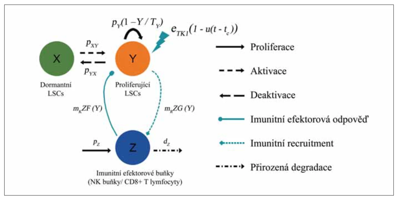 Schéma modelu ODE s imunitní odpovědí. Zobrazeny jsou 3 typy buněk: dormantní (X, zelená) a proliferující
(Y, červená, s obratem pY (1 – Y / TY) LSC a imunitní efektorové buňky (Z, modrá, generované rychlostí pz a degradující
rychlostí dz). Model přepokládá: (1) Mechanizmus aktivace a deaktivace dormantních a proliferujících LSC s rychlostí
pxy a pyx. (2) Cytotoxický efekt TKI na proliferující LSC s intenzitou eTKI působící od času t = 0 do ukončení v čase t = tc.
(3) Imunitní odpověď vůči proliferujícím LSC s intenzitou mKZF (Y). (4) Imunitní recruitment při kontaktu imunitních
efektorových buněk s leukemickými LSC s intenzitou mRZG (Y). Upraveno dle [12].