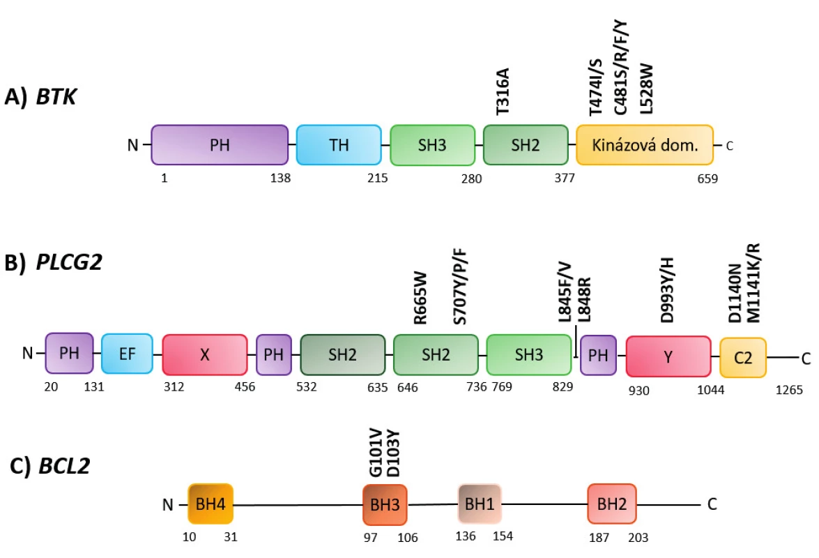 Schéma výskytu nejčastějších mutací asociovaných s rezistencí v genech A) BTK, B) PLCG2, C) BCL2 PH – Pleckstrin homologní doména, SH2/3 – Src homologní doména 2/3 (autoinhibiční doména), TH – Tec homologní doména, C-2 – motiv vázající vápník, X – katalytická doména, Y – katalytická doména, BH1–4 – BCL2 homologní doména 1–4 