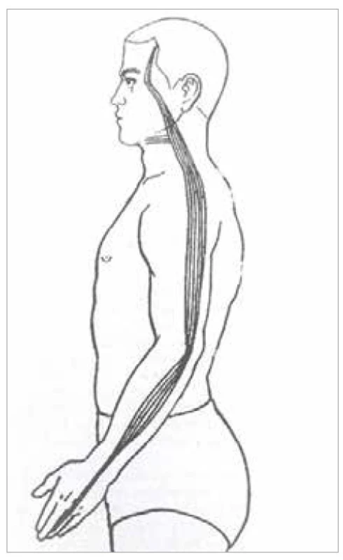 Šľachovo-svalová dráha
trojitého ohrievača<br>
Fig. 19. Tendon-muscle path of the triple
heater