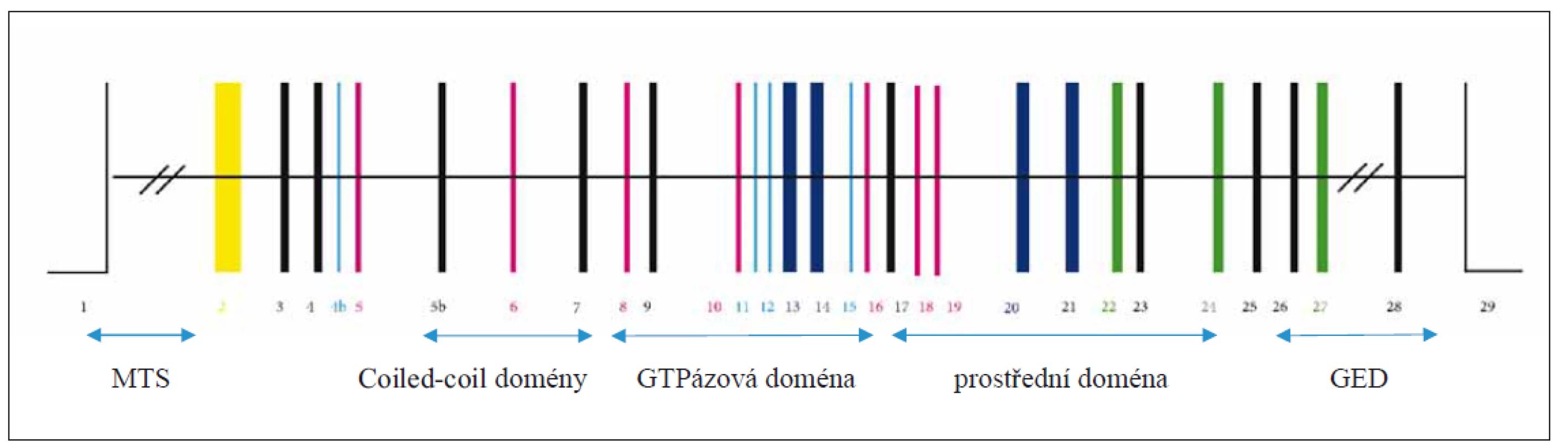 Struktura OPA1 genu. Exony očíslované [9].<br>
GED – GTPázová efektorová doména; MTS – sekvence, jež cílí protein do mitochondrie<br>
Fig. 4. Structure of the OPA1 gene. Exons are numbered [9].<br>
GED – GTPase eff ector domain; MTS – mitochondria-targeting sequence