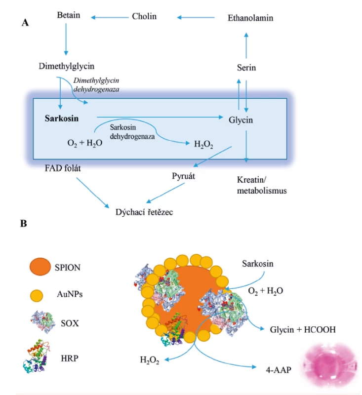 Předpokládané schéma části metabolických drah metabolismu sarkosinu.<br>
U zdravého člověka je sarkosin primárně metabolizován sarkosin oxidázou na glycin.<br>
Další podrobnosti je možné nalézt v publikacích (9, 10). Schéma reakčního mechanismu<br>
Trinderovy reakce na SPION nanočásticích. Částice je modifikována AuNPs/CS a SOX/HRP;<br>
SPION (Fe2O3 magnetická částice); AuNPs (zlatá nanočástice), SOX (sarkosin oxidáza), HRP<br>
(křenová peroxidáza). Reakcí se vytváří barevný produkt pomocí 4-aminoantipyrinu.