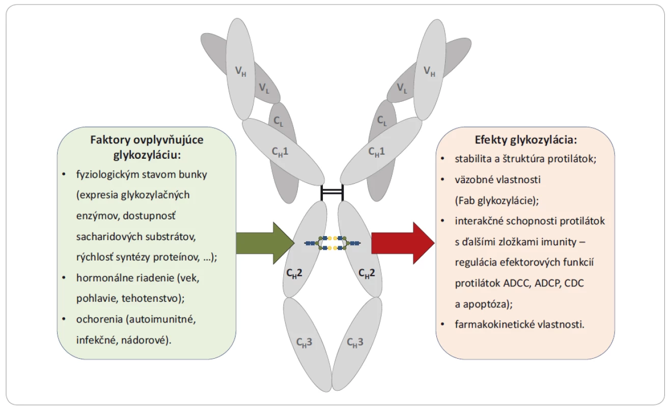Faktory ovplyvňujúce glykozyláciu protilátok a efekty týchto glykozylácií na štruktúru a funkciu protilátok.