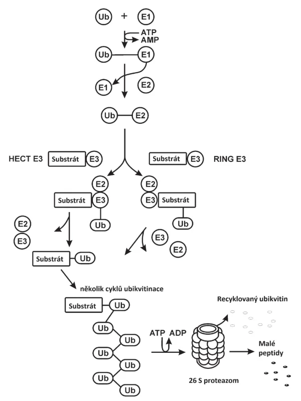 Schematický průběh polyubikvitinace proteinů v ubikvitin
proteazomovém systému (UPS). Jednotlivé kroky jsou popsány
v odstavci Úvod.
HECT E3 ubikvitinligáza – homologous to E6 associated protein
carboxyl terminus E3 ubikvitinligáza, RING E3 ubikvitinligáza – really
interesting new gene E3 ubikvitinligáza, Ub – ubikvitin